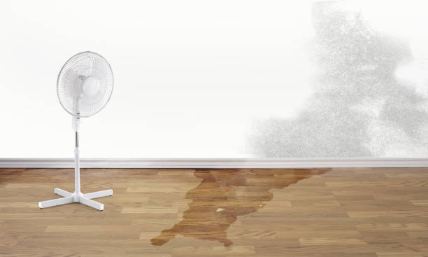 Best Professional water damage repair  in Unt Vernon, MO